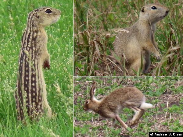 13-lined Ground Squirrel, Richardson's Ground Squirrel, White-Tailed Jackrabbit, June 2026