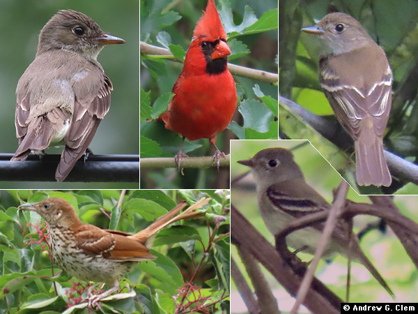 Birds 2025 Aug 11