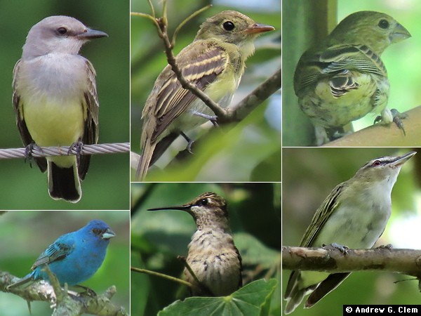 Birds 2025 Aug 12