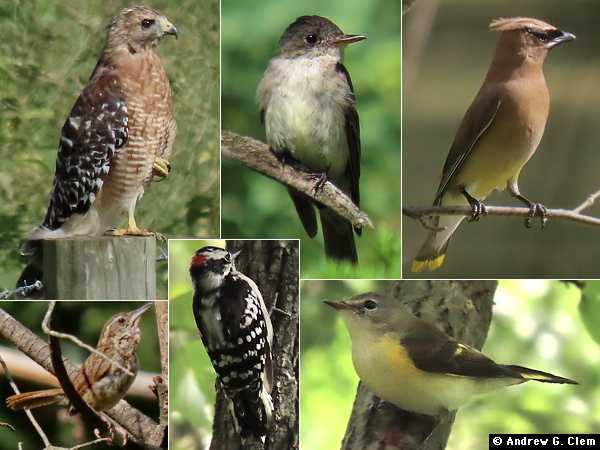 Birds 2025 Aug 27