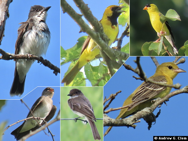 Birds 2025 July 17