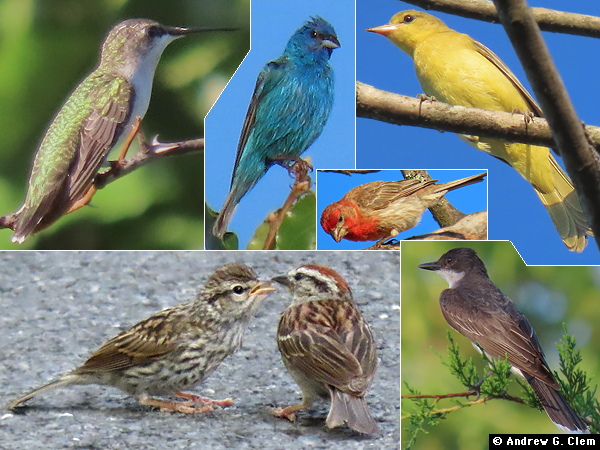 Birds 2025 July 28