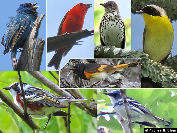 Birds 2025 June 10