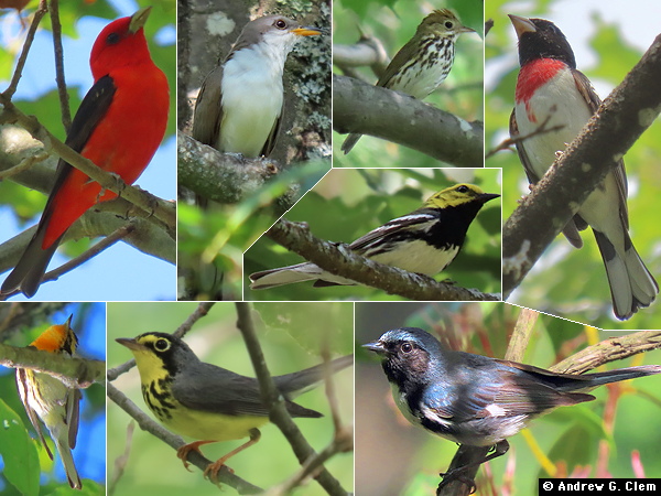 Birds 2025 June 23