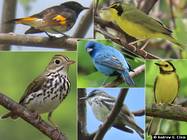 Birds 2025 May 3
