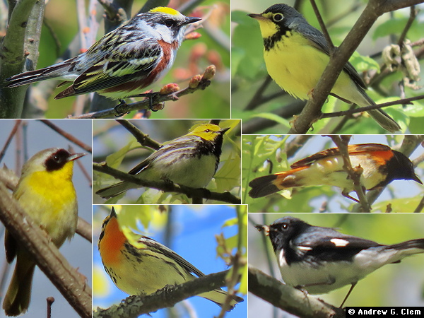 Birds 2025 May 24 warblers
