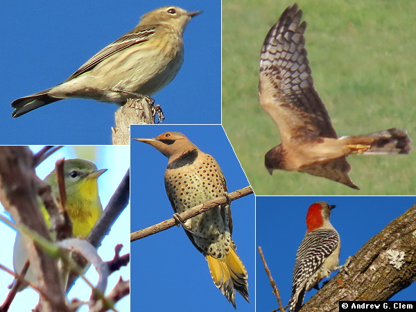 Birds 2025 October 8