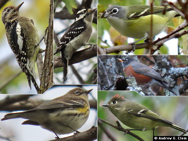Birds 2025 October 25