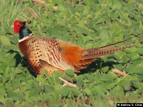 Ring-necked Pheasant, male