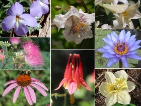 Flower montage