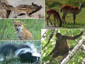 Animal montage